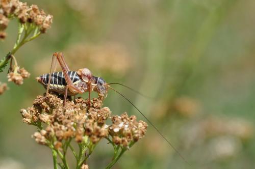Réf. 240 501 : Ephippiger diurnus diurnus